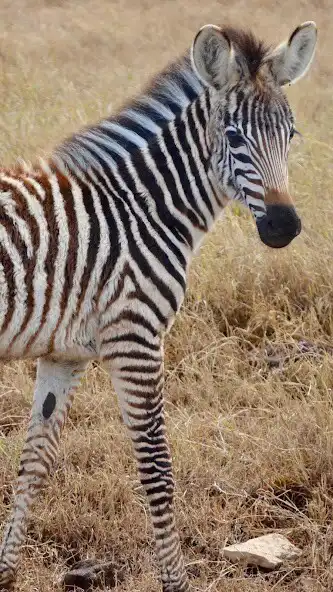 Play Baby Zebra Wallpaper as an online game Baby Zebra Wallpaper with UptoPlay