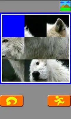 Play Back To Original (Animal)