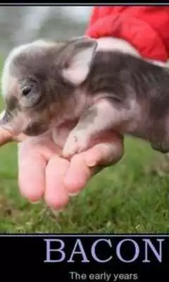 Play Bacon Nom Live Wallpaper