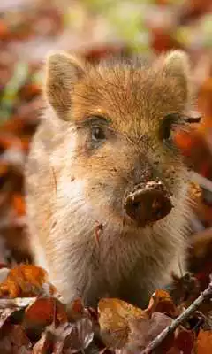 Play Bacon Nom Live Wallpaper