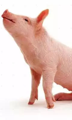 Play Bacon Nom Live Wallpaper