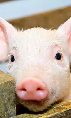 Play Bacon Nom Live Wallpaper