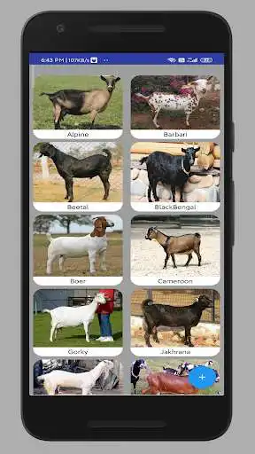 Play Bakri Palan - Goats Info as an online game Bakri Palan - Goats Info with UptoPlay