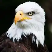 Free play online Bald Eagle Live Wallpaper APK