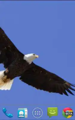 Play Bald Eagle Live Wallpaper
