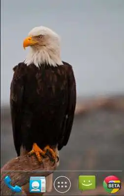 Play Bald Eagle Live Wallpaper