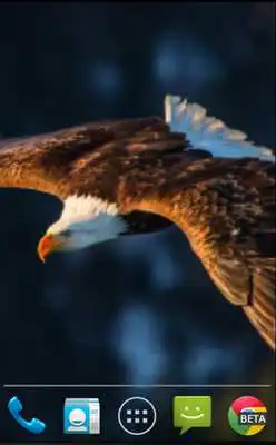Play Bald Eagle Live Wallpaper