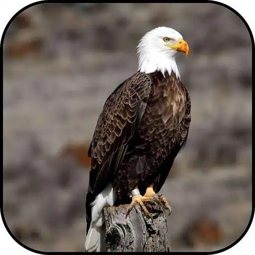 Free play online Bald Eagle Wallpapers APK