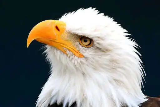 Play Bald Eagle Wallpapers Play Bald Eagle Wallpapers