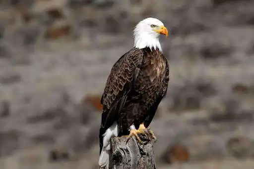 Play Bald Eagle Wallpapers Play Bald Eagle Wallpapers