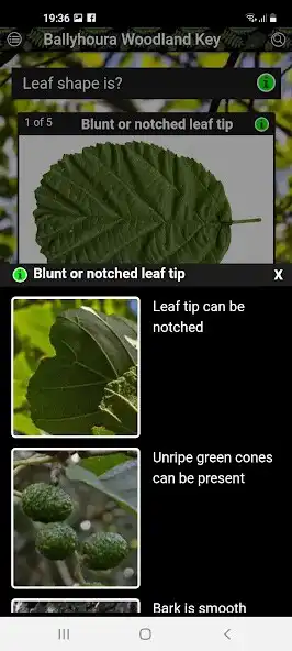 Play Ballyhoura Woodland Key as an online game Ballyhoura Woodland Key with UptoPlay