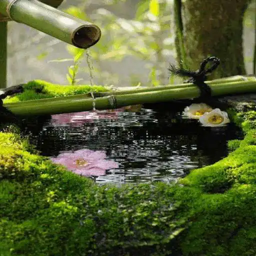 Play Bamboo Flower Water LWP APK