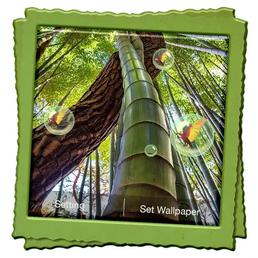 Play Bamboo Forest Live Wallpaper APK Play Bamboo Forest Live Wallpaper APK