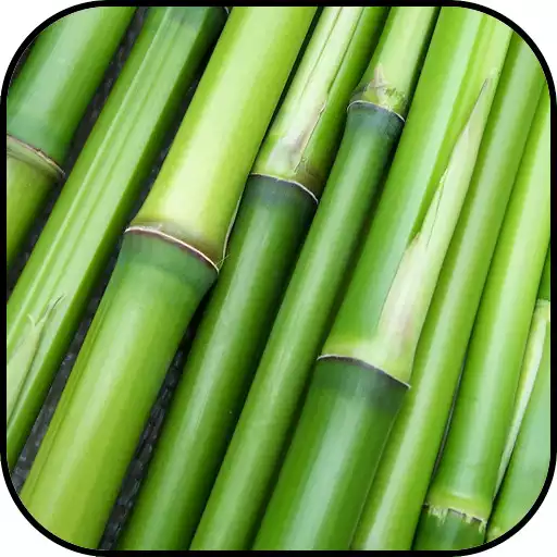Play Bamboo Wallpapers APK
