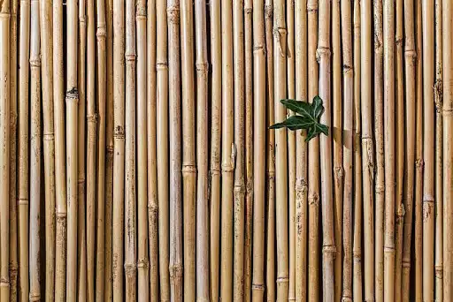 Play Bamboo Wallpapers  and enjoy Bamboo Wallpapers with UptoPlay