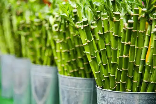 Play Bamboo Wallpapers as an online game Bamboo Wallpapers with UptoPlay