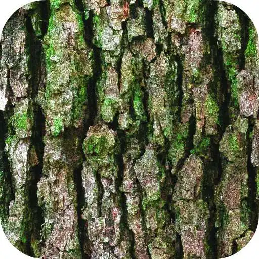 Play Bark Wallpaper APK