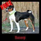 Free play online Basenji APK Free play online Basenji APK
