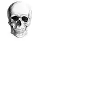 Free play online Basic Anatomy of a Skull APK