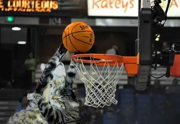 Play Basketball Coach Play Basketball Coach