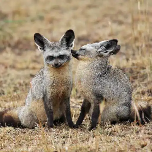 Play Bat Eared Fox Wallpaper APK