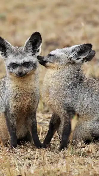 Play Bat Eared Fox Wallpaper  and enjoy Bat Eared Fox Wallpaper with UptoPlay