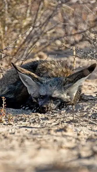 Play Bat Eared Fox Wallpaper as an online game Bat Eared Fox Wallpaper with UptoPlay