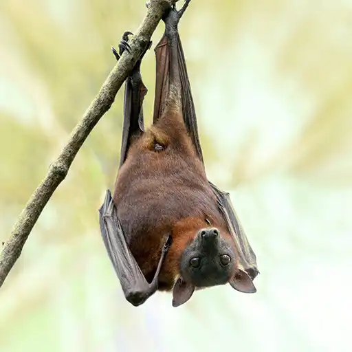 Play Bat ringtone APK