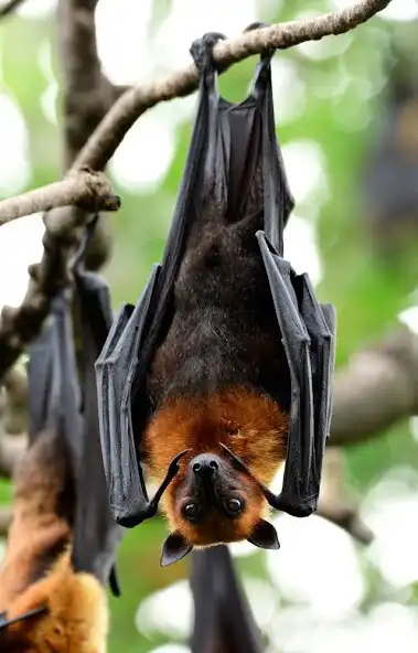 Play Bats Sounds  and enjoy Bats Sounds with UptoPlay