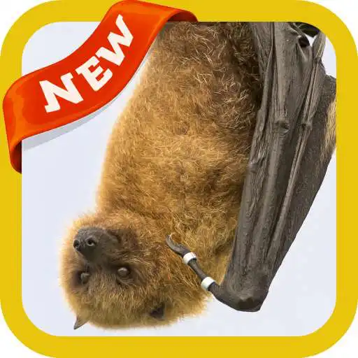 Play Bat Wallpaper APK