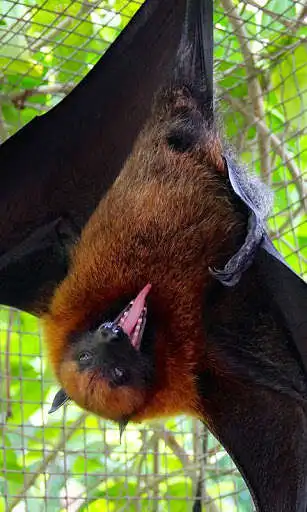 Play Bat Wallpaper and enjoy Bat Wallpaper with UptoPlay Play Bat Wallpaper and enjoy Bat Wallpaper with UptoPlay