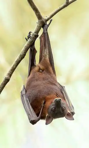 Play Bat Wallpaper as an online game online Bat Wallpaper with UptoPlay Play Bat Wallpaper as an online game Bat Wallpaper with UptoPlay