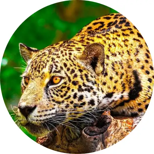 Play BBC Earth HD APK
