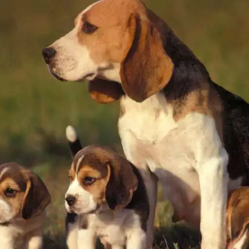 Run free android online Beagle Dogs Wallpapers APK Run free android online Beagle Dogs Wallpapers APK