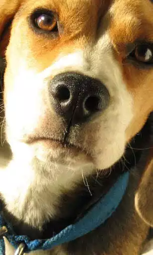 Play APK Beagle Dogs Wallpapers  and enjoy Beagle Dogs Wallpapers with UptoPlay com.altothem.BeagleDogsWallpapers