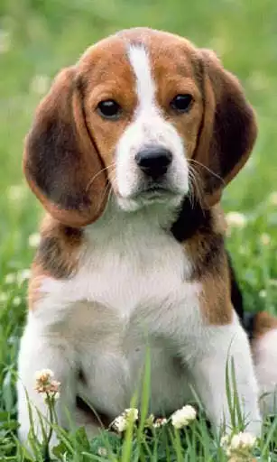Play APK Beagle Dogs Wallpapers  and enjoy Beagle Dogs Wallpapers with UptoPlay com.altothem.BeagleDogsWallpapers