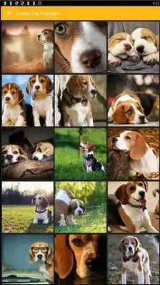 Play Beagle Dog Wallpaper