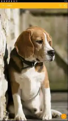 Play Beagle Dog Wallpaper