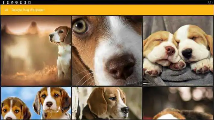 Play Beagle Dog Wallpaper