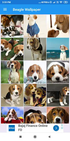 Play Beagle HD Wallpapers  and enjoy Beagle HD Wallpapers with UptoPlay