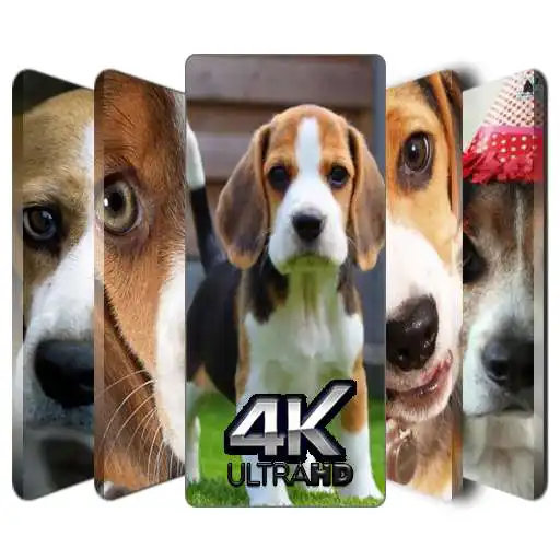 Play Beagle Wallpaper: Beagle Dog APK