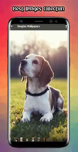 Play Beagle Wallpaper: Beagle Dog as an online game Beagle Wallpaper: Beagle Dog with UptoPlay