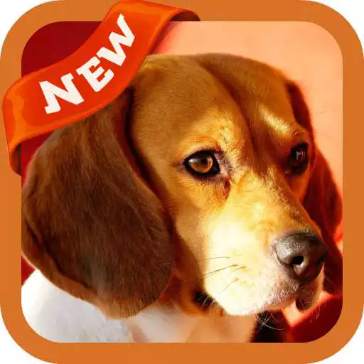 Free play online Beagle Wallpaper APK Free play online Beagle Wallpaper APK