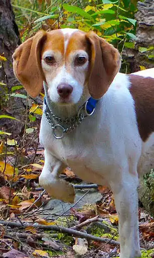 Play Beagle Wallpaper