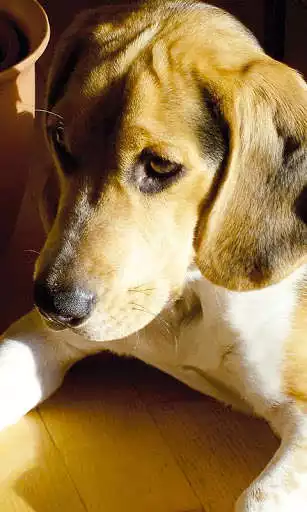 Play Beagle Wallpaper