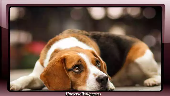 Play Beagle Wallpaper