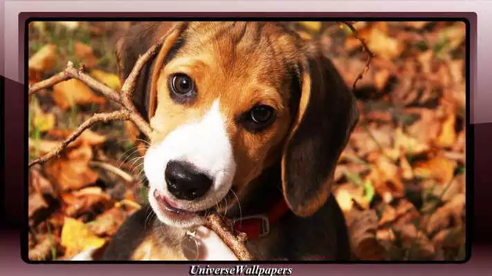 Play Beagle Wallpaper