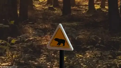 Play Bear Attack