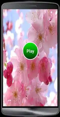 Play Bear Matching Play Bear Matching