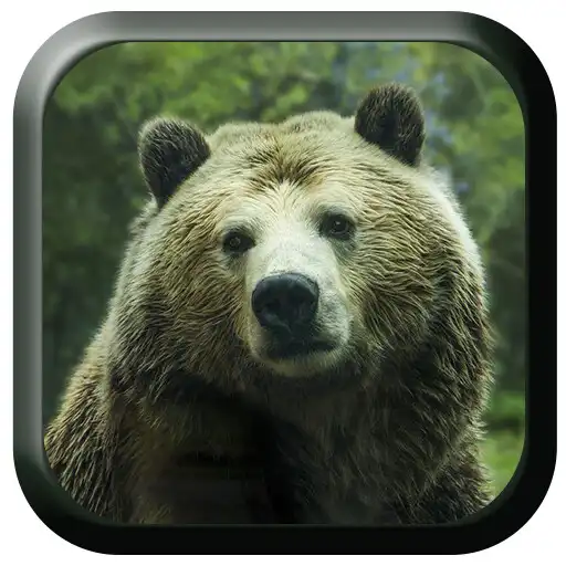 Play Bear Sounds APK Play Bear Sounds APK